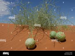 Image result for Acanthosicyos