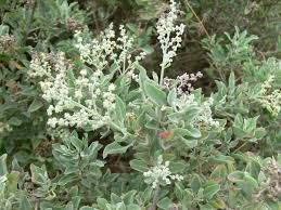 Image result for Rhagodia