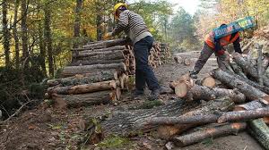 Orman işçilerinin zor günleri