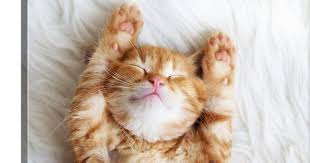 Cute Little Red Kitten Sleeps On White Fur Blanket In 2021 Sleeping Kitten Cats Cat Pics