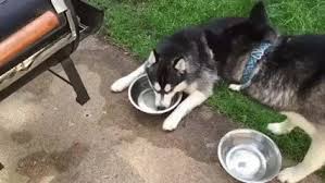 This husky dog named zeus is very intelligent and knows that he needs to drink water to be able to hydrate, so he starts barking and howling so that his owners know that his bowl of water is empty and needs a refill. Google Beautiful Husky Animals Funny Dogs