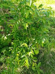 Image result for Sclerocroton