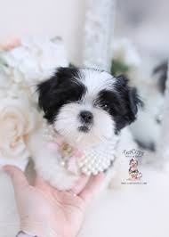 Shih tzu's have a sweet air of royalty about them. Imperial Shih Tzu Puppies For Sale By Teacups Puppies Boutique Teacup Puppies Boutique