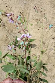 Image result for Desmodium tortuosum