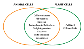 Plant cells have chloroplasts and a cell wall outside the membrane a few other differences, but are in all other respects very much like animal cells. I Pathways Learning Pathways In Adult Education