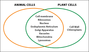 Plant or animal cell venn diagram. I Pathways Learning Pathways In Adult Education