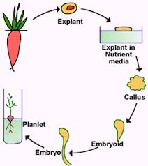 Picture In 2020 Planting Flowers Plants Vegetative Reproduction