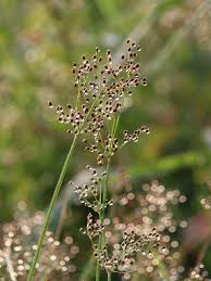 Image result for Fimbristylis squarrosa