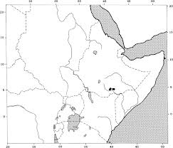 Image result for Acanthopale pubescens