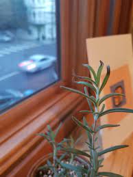 Brown Tips On My Rosemary Plant Help Gardening Garden Diy Home Flowers Roses Nature Landscaping Horticulture Rosemary Plant Plant Help Plants