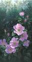 Alberta Wild Rose IV - Picture This Framing & Gallery