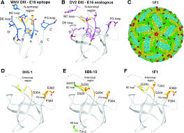 2 dengue é uma importante ferramenta didática para o combate à dengue. Type And Subcomplex Specific Neutralizing Antibodies Against Domain Iii Of Dengue Virus Type 2 Envelope Protein Recognize Adjacent Epitopes Journal Of Virology