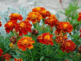 Toate imaginile din galerie reprezinta gradini moderne amenajate simplu insa foarte original. Amenajeaza Ti Singur Gradina 5 Plante Care Infloresc Tot Anul Antena 1