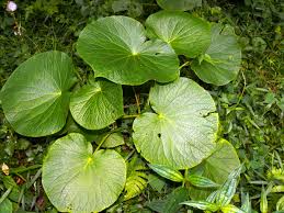 Image result for Piper umbellatum