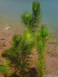 Image result for Ceratophyllum