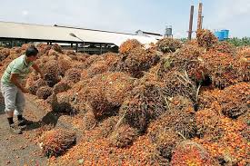 Wilayah yang tergolong tropis dan optimal untuk pengembangan usaha perkebunan sawit adalah afrika, asia dan amerika latin. Menko Darmin Promosi Kualitas Kelapa Sawit Indonesia Ke India Okezone Economy