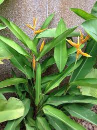 Pin Em Mygardenanswers