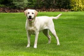 You see, many plants are toxic to dogs… for example, while holly will stop your dog from digging, it's also toxic to dogs. Why Your Dog Eats Grass And What To Do About It