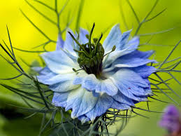 Experienced gardeners often create vignettes in one area to make the most of this early color, such as planting a pool of. Blue Flowers For Your Garden Saga