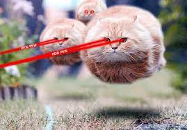 Find out more with myanimelist, the world's most active online anime and manga community and database. Bullet Cat S Red Eyes Lasers Incoming Bullet Cat Know Your Meme