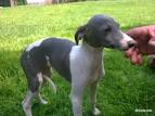 Finding a Breeder Near You | American Whippet Club