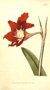 Image result for Hippeastrum puniceum