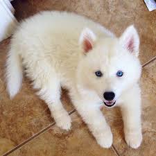 His Little Wolf Puppies With Blue Eyes Husky With Blue Eyes Cute Puppies