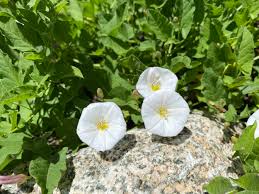 Image result for Convolvulus arvensis