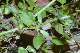 Image result for Hypoestes triflora