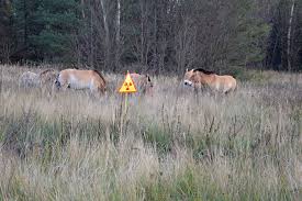 The nuclear explosion at the chernobyl nuclear power plant in 1986 sent plumes of radioactive contaminants across parts of europe. 30 Fascinating Facts About The Chernobyl Animals
