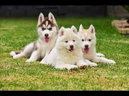 Maybe you would like to learn more about one of these? Pure Siberian Husky Facebook