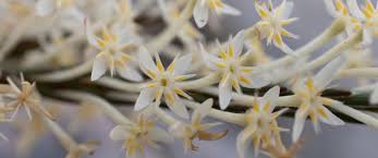 Image result for Struthiola