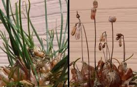 Image result for Litanthus pusillus