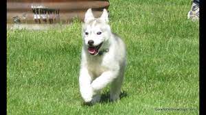 Maybe you would like to learn more about one of these? Siberian Husky Puppy Memphis S Story How We Got Her And Picked Her Name Youtube