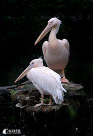 White Bird With Large Beak Pelicans Have Eight Living Species Characterized W A Long Beak And Large Throat Pouch Used In Catching Prey And Draining Pelican Bird Pet Birds Animal Photo
