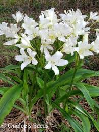 Image result for Crinum jagus