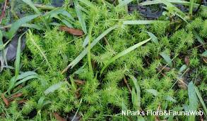 Image result for Mayacaceae