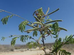 Image result for Alantsilodendron pilosum