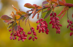Image result for Berberis