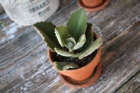 The Basics Of The Kalanchoe Beharensis Fang Succulent Felt Plant Succulents Plants Desert Plants