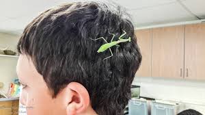 European Mantis sighting and photography