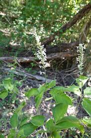 Image result for Ruspolia australis