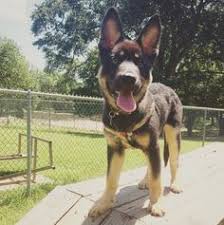 I am really impressed with how much my puppy learned and retained through the board and train program with. 26 Louisiana Dog Parks Ideas Best Bud Dog Park Park