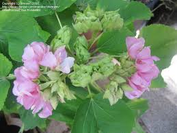Image result for Dombeya acutangula