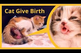 Cat Giving Birth To 5 Kittens With Complete Different Color Youtube In 2020 Kittens Cats Cute Cat Gif