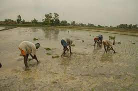 Heavy rain in UP: Paddy farmers in east happy, while vegetable farmers in  west suffer huge losses
