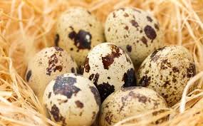 Image result for gambar Telur Puyuh