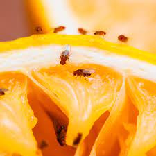 These insects can be difficult to get rid of because they are so small. How To Get Rid Of Gnats In The Garden As The Bugs Arrive For The Summer Season Mirror Online