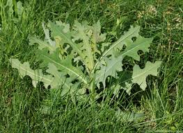 Image result for Lactuca glandulifera