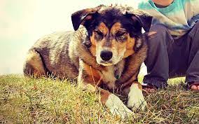 Collie german shepherd mix health problems. Border Collie Deutscher Schaferhund Mix Meine Hundenamen